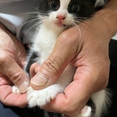 【里親さんが決まりました】2匹のオス子猫 − 茨城県