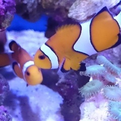 海水魚　カクレクマノミ