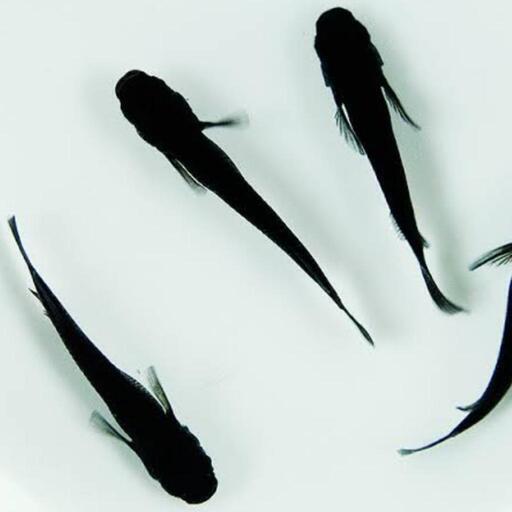 オロチ　選別もれ　成魚10匹