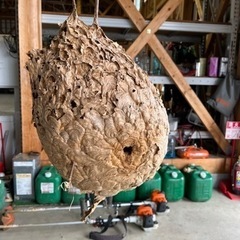 スズメバチの巣です！！