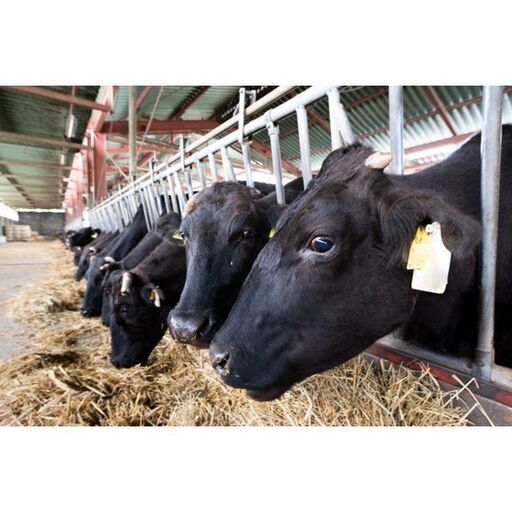 ミネラルソルト(鉱塩)◆畜産(肉牛用) ◆20kgブロック×60個 ミネラルソルト(鉱塩)◇畜産(肉牛用) ◇20kgブロック×60個