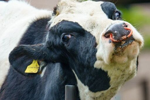 ミネラルソルト(鉱塩)◇酪農(乳牛用) ◇20kgブロック×60個