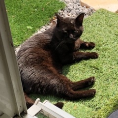 黒猫タマ、尻尾長くて真っ直ぐ、黄緑色の瞳