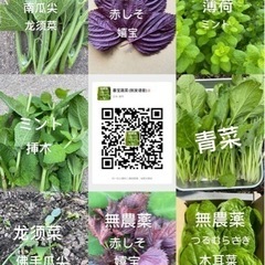 無農薬野菜