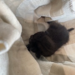 2022.6.10 愛媛県新居浜市内 野良猫 赤ちゃん 黒色 （縞模様有り） - 猫