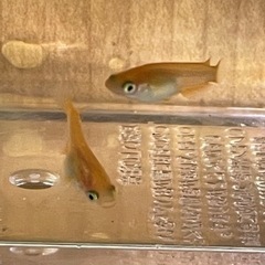メダカ幼魚（紅帝ダルマから生まれたショートタイプ）5匹