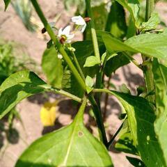 ガーデンハックルベリー　苗　花が咲いているので収穫確実です