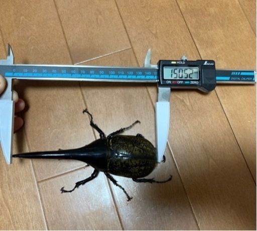 充実の品 完売】ヘラクレス.ヘラクレス C68メテオ通常タイプ♂150㎜ 即 その他