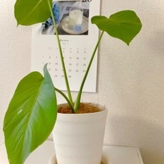  観葉植物　モンステラデリシオーサ