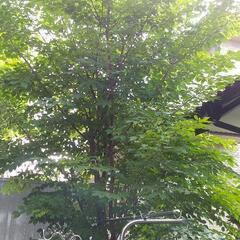 山桜の木の幹、枝　差し上げます。