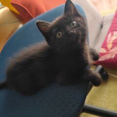 生後1ヶ月くらいの黒猫です。