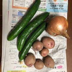 家庭菜園でとれた野菜