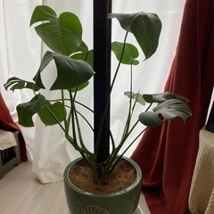 (取引中)観葉植物　モンステラ(引っ越しのため掲載7／2まで)