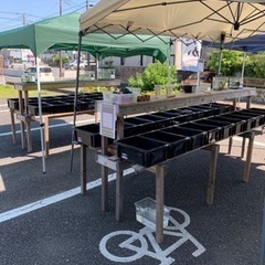 茨城県の中古めだかが無料 格安で買える ジモティー