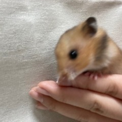 ゴールデンハムスター1ヶ月🐹 − 福岡県