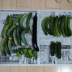 決まりました。無農薬、野菜セット