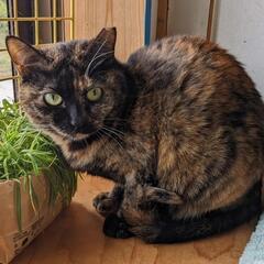 くるみの森 ルリちゃん 里親様募集中