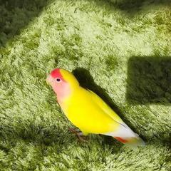 【迷子】コザクラインコ