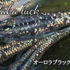 Medaka　Luck　稚魚6種セット　オーロラブラックラメ、ブ...