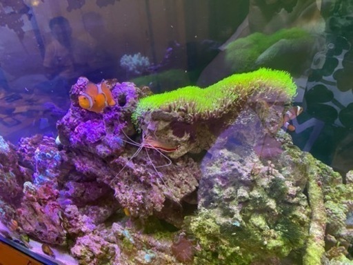 値下げしました‼️]海水魚 水槽一式 30000円