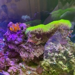[値下げしました‼️]海水魚 水槽一式 30000円