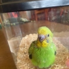 セキセイインコを探しています。