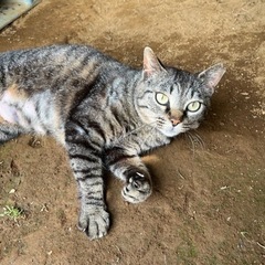 優しい家族に迎えていただけました♡とにかく人が大好き♡たまちゃん