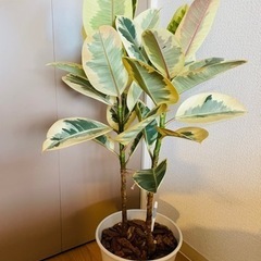 ゴムの木　ティネケ　観葉植物