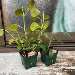 観葉植物　コバンボダイジュ