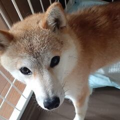 里親様決まりました。シニア柴犬・姫ちゃん