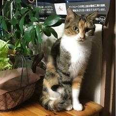 迷子猫　伊勢崎市