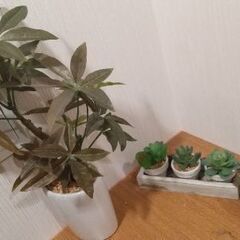 人工観葉植物たち