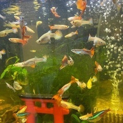 広島県のグッピーの中古が安い 激安で譲ります 無料であげます ジモティー