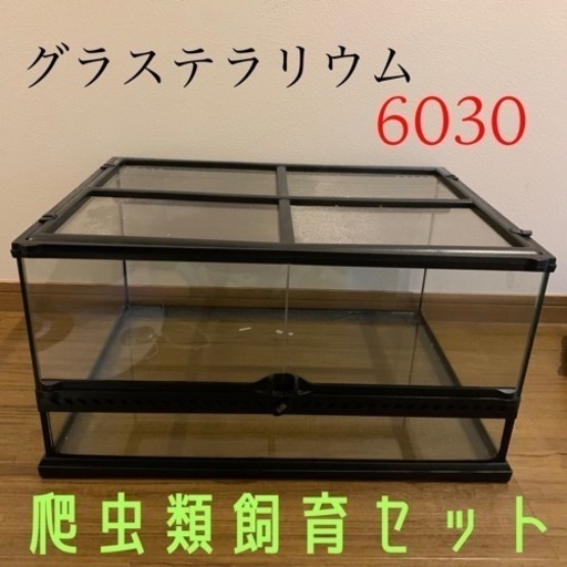 爬虫類ケージ 飼育セット エキゾテラ グラステラリウム 6030 等 - 京都