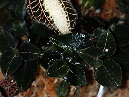 極美】ジュエルオーキッド アネクトキルス3種類 10株以上