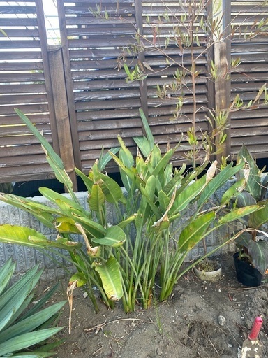ドラセナ ユッカ ストレリチア 植木 ガーデニング 南国 ハワイアン バリ セット