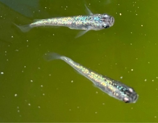 黒ラメ幹之サファイア メダカ稚魚匹譲ります ひでゆき 馬込のその他の中古あげます 譲ります ジモティーで不用品の処分