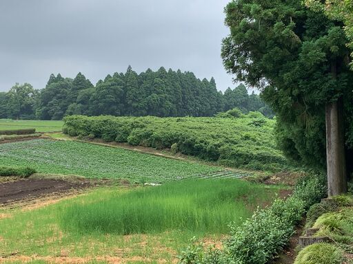 月1万円資材置き場家庭菜園駐車場222坪山武市大木保証会社不要初期費用3か月分貸地 (キャンピングベリー)  八街のその他の不動産・住宅情報・無料掲載の掲示板｜ジモティー