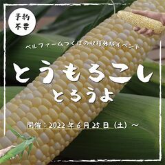 有機とうもろこしの収穫体験イベント『とうもろこしとろうよ』