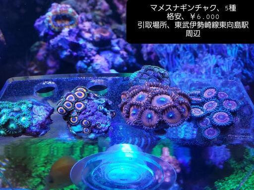 マメスナギンチャク 5種