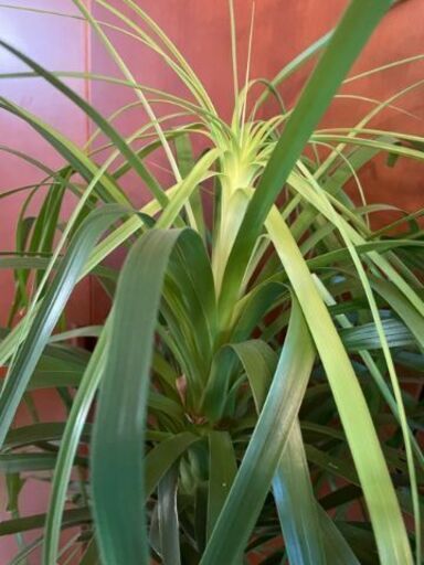 観葉植物 トックリラン 樹高ヤク1m20cm