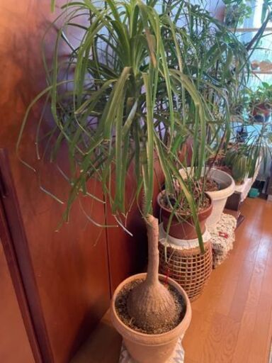 観葉植物トックリラン 観葉植物 トックリラン 樹高ヤク1m20cm