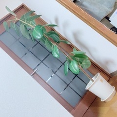 観葉植物　ゴムの木　160cm