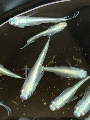 極龍系幹之メダカ 鉄仮面 フルボディ 口先まで 若魚5匹 Pomme 勝川のその他の中古あげます 譲ります ジモティーで不用品の処分 極龍系幹之メダカ 鉄仮面 フルボディ 口先まで 若魚5匹 Pomme 勝川のその他の中古あげます 譲ります ジモティーで不用品の処分