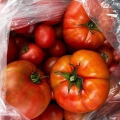 最新入荷！8~10キロ規格外トマト！