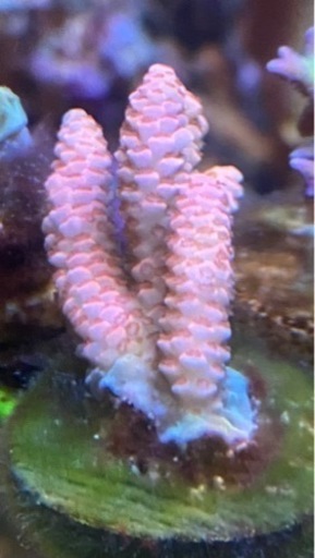 【AUS産 Acropora millepora pink】ミドリイシ　ハイマツピンク　海水　水槽　サンゴ