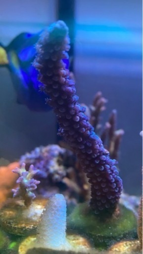 [激美] トゲスギミドリイシ　ブルー　サンゴ　水槽　海水