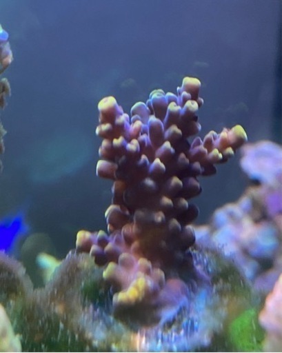 【激美　acropora pikachu】ピカチュウ　水槽　海水ミドリイシ　サンゴ
