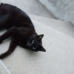 黒猫の野良猫です。北海道なので寒さ厳しい冬になる前に里親募集です。 - 里親募集
