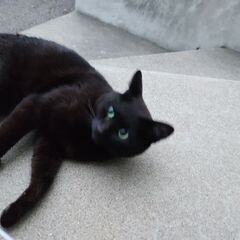 本日 里親さんの家に行きました。黒猫の野良猫です。北海道なので寒...